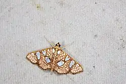 Glyphodes canthusalis
