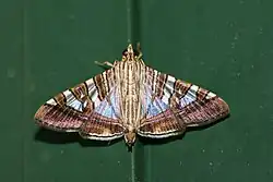 Glyphodes stolalis