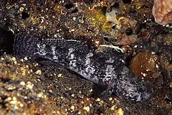 Image 46Rock goby (from Coastal fish)