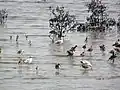 Brown-headed gull