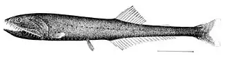 Image 41Many bristlemouth species, such as the "spark anglemouth" above, are also bathypelagic ambush predators that can swallow prey larger than themselves. They are among the most abundant of all vertebrate families. (from Pelagic fish)
