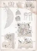 Plate 3 of the book