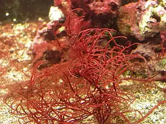 stringy reddish colored plant-like algae