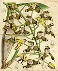 1860 Illustration from Curtis's Botanical Magazine