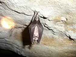 Brown bat