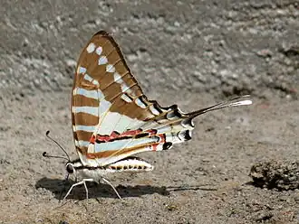 Ventral view