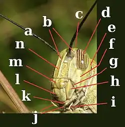 Figure 2 Head Side view