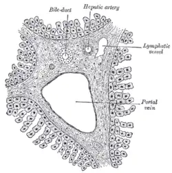 Labeled sketch of a portal canal