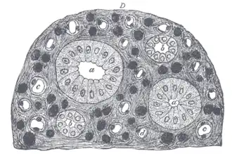 Transverse section of pyramidal substance of kidney of pig, the bloodvessels of which are injected.