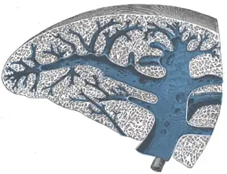 Cross-section of the spleen, showing the splenic vein and its tributaries.