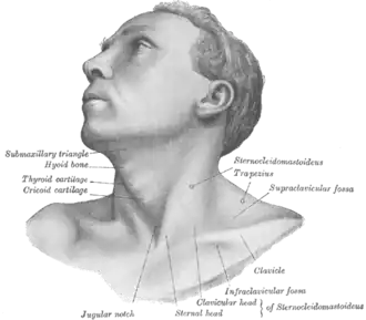 The supraclavicular lymph nodes can be felt in the supraclavicular fossa, shown here.