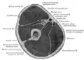 Cross-section through the middle of upper arm