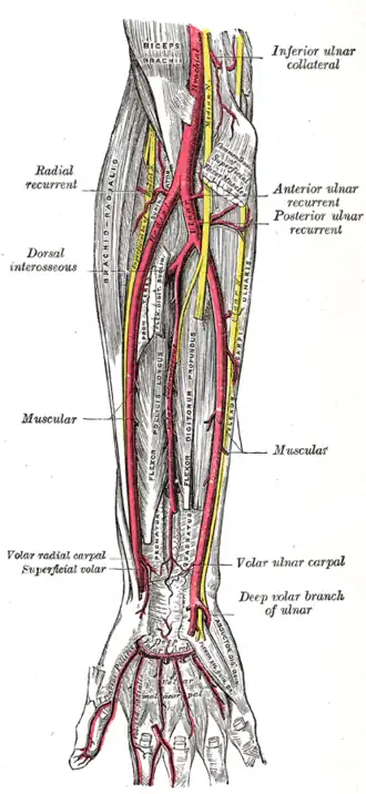 Ulnar and radial arteries; deep view