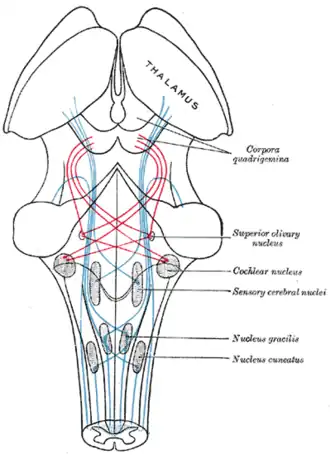 Scheme showing the course of the fibers of the lemniscus; medial lemniscus in blue, lateral in red