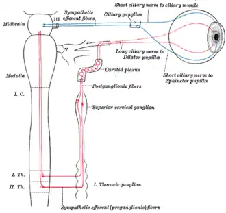 Sympathetic connections of the ciliary and superior cervical ganglia (red) (parasympathetic pathway in blue)