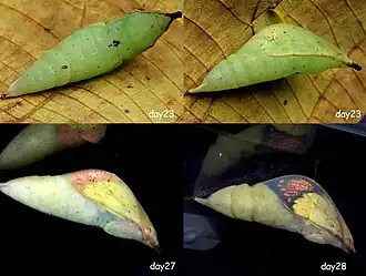 Pupa