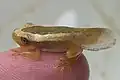 Tadpole/ froglet taken out of the water