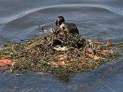 Adult covering eggs in floating nest
