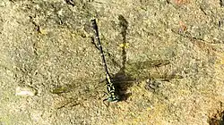 Male from above