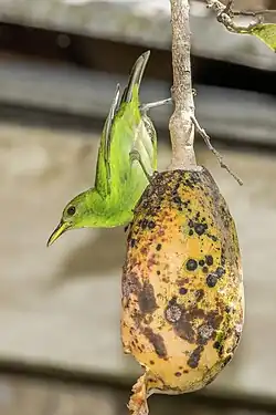 female C. s. guatemalensis Belize