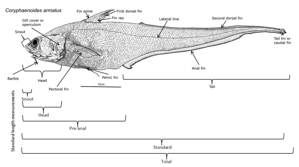 Image 76An annotated diagram of the basic external features of an abyssal grenadier and standard length measurements. (from Deep-sea fish)