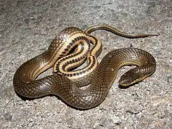 Glossy crayfish snake