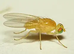 Species specimen