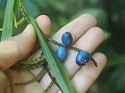 Fruit