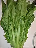 A-Choy