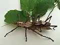 Couple at mating
