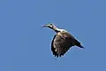 In flight in South Africa