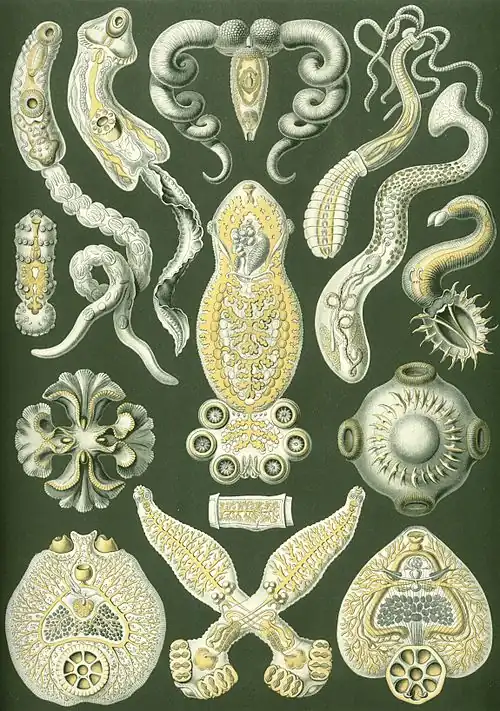 Image 19 Flatworms Credit: Ernst Haeckel, Kunstformen der Natur (1904) Platyhelminthes (from Ancient Greek πλατύ platy&nbsp;'flat' and ἕλμινς helmins&nbsp;'parasitic worm') is a phylum of relatively simple bilaterian, unsegmented, soft-bodied invertebrates commonly called flatworms or flat worms. Being acoelomates (having no body cavity), and having no specialised circulatory and respiratory organs, they are restricted to having flattened shapes that allow oxygen and nutrients to pass through their bodies by diffusion. The digestive cavity has only one opening for both ingestion (intake of nutrients) and egestion (removal of undigested wastes); as a result, the food can not be processed continuously. (Full article...) More selected pictures