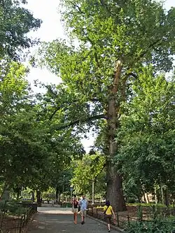 Hangman's Elm, Washington Square Park, New York (2007)