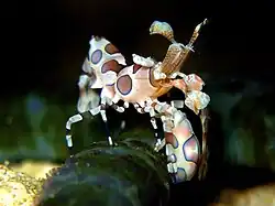 Harlequin shrimp of Indian Ocean/West Pacific population