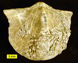 A Devonian spiriferid brachiopod from Ohio that served as a host substrate for a colony of hederellids. The specimen is 5&nbsp;cm wide.