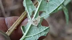 Hendecasis duplifascialis
