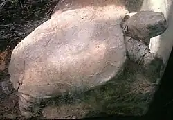 Arakan forest turtle