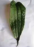 Single leaf, showing characteristic, three, parallel, longitudinal veins.