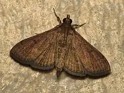 Herpetogramma phaeopteralis