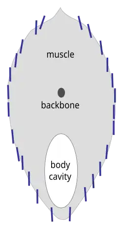 Image 77Herring reflectors are nearly vertical for camouflage from the side. (from Pelagic fish)
