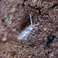 Heteromurus nitidus
