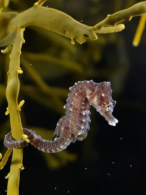 Image 7 Short-snouted seahorse More selected pictures