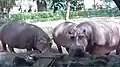 Hippopotamus in the zoo