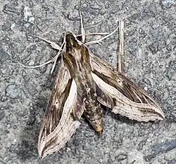 Hippotion velox