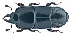 Hololepta elongata