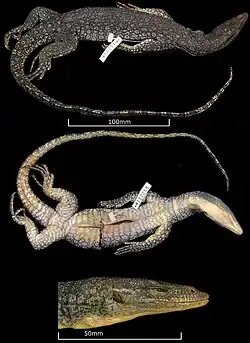 Juvenile holotype