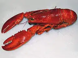 Homarus americanus, 'American lobster'