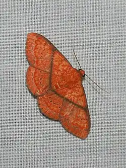 Homodes vivida