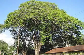 Sandbox tree in front yard