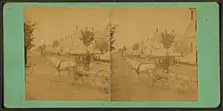 Horse pulling cart